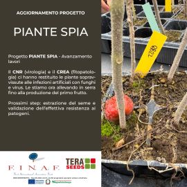 PIANTE SPIA Nov 2025 270