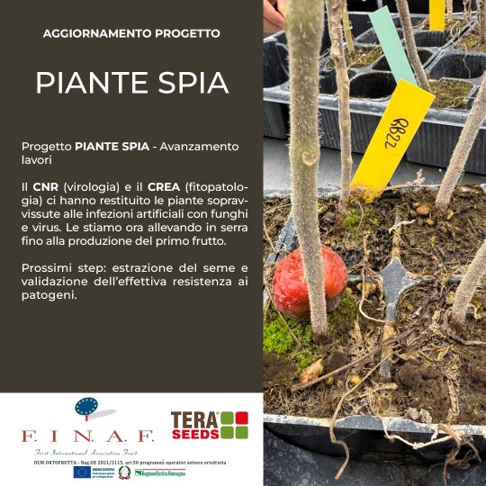 PIANTE SPIA Nov 2025 540